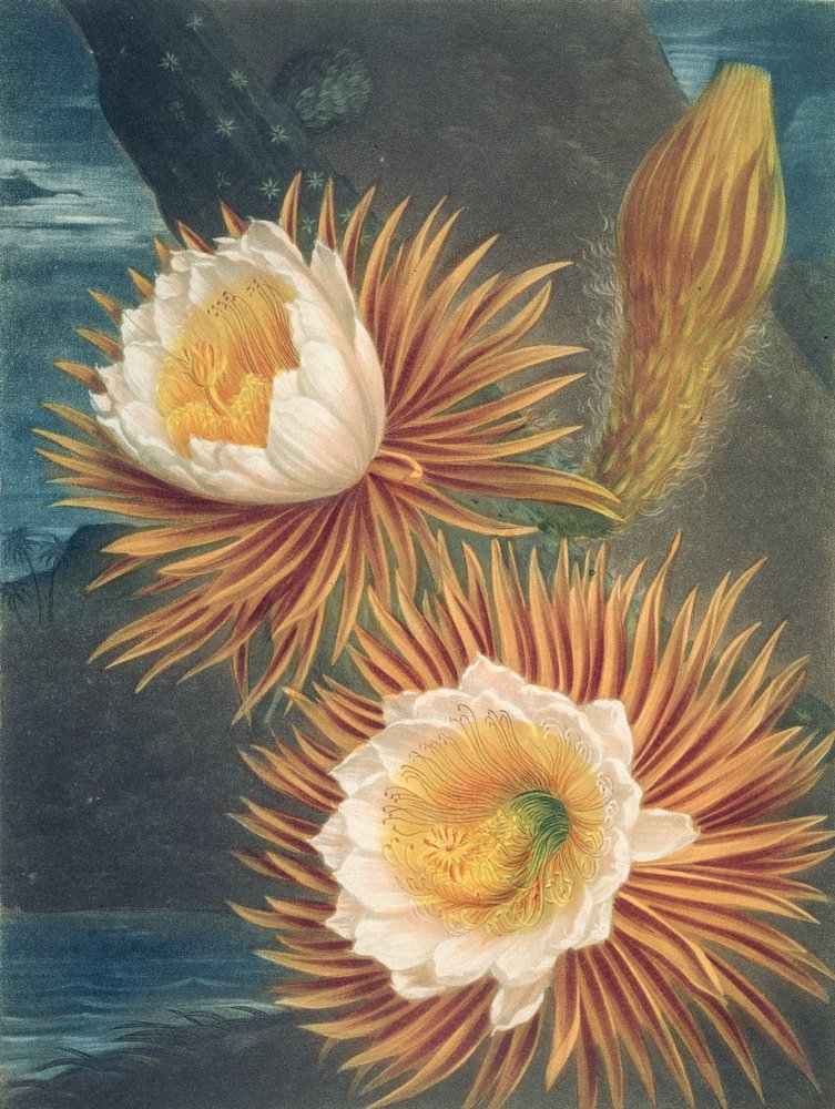 The Night-Blowing Cereus, Robert Thorntonin Floran temppeli, julkaistu 1812 tekijältä Philip after Reinagle