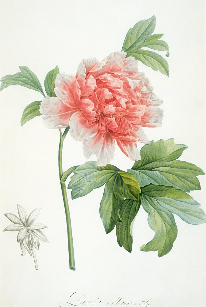Pioni, 1799 (väripainatus) tekijältä Pierre-Joseph Redouté