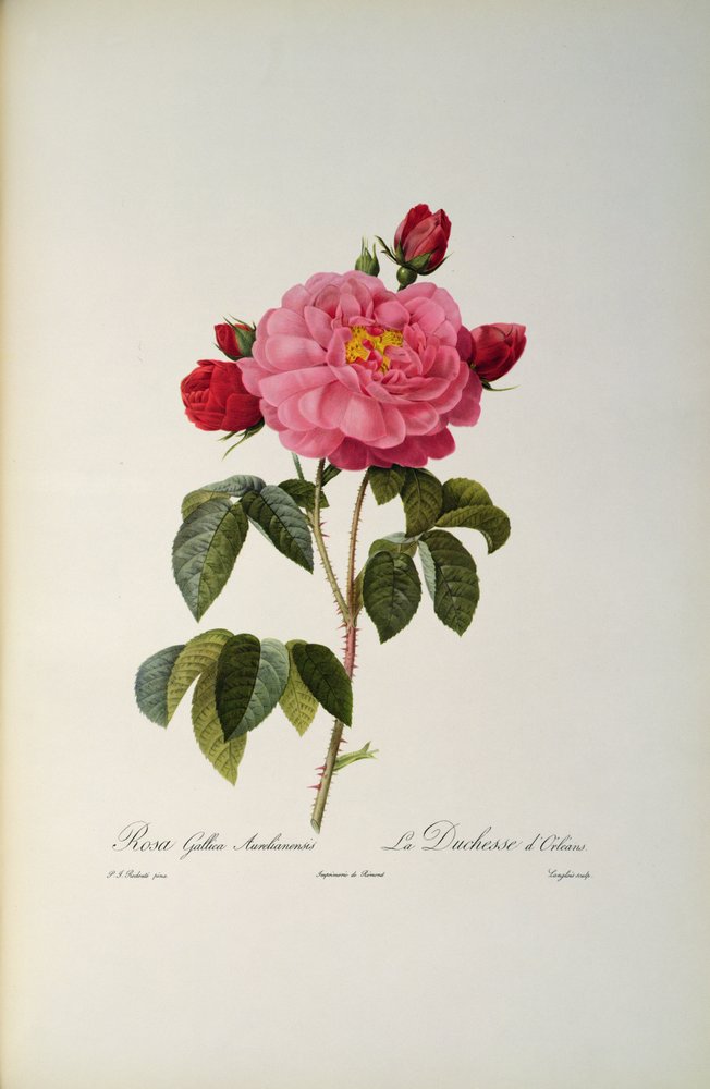Rosa Gallica Aurelianensis eli Orléansin herttuatar teoksesta "Les Roses", 1821 tekijältä Pierre-Joseph Redouté