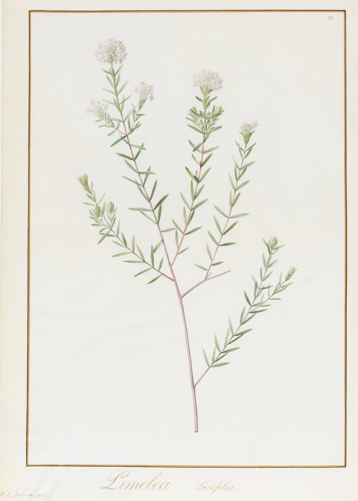 Pimelea Linifolia, 1812 (wc ja vartaloväri grafiitin päällä vellumilla) tekijältä Pierre-Joseph Redouté