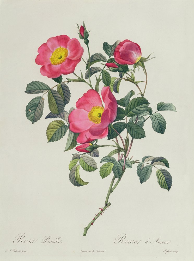 Rosa Lumila tekijältä Pierre-Joseph Redouté