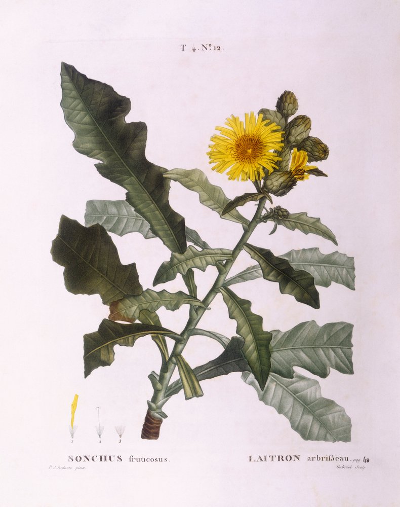 Kylvä ohdake (Sonchus fruticosus), Henry Louis Duhamel du Monceau, Pierre Joseph Redoutén kasvitieteellinen levy tekijältä Pierre-Joseph Redouté