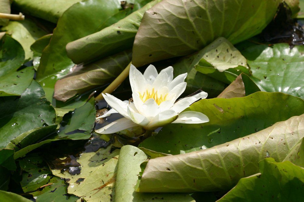 Garsington Waterlily, 2009 tekijältä Sarah OToole