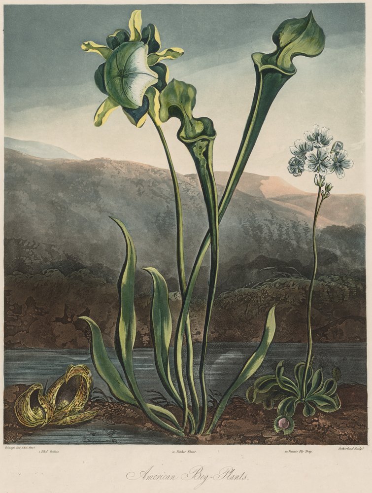 Flora-temppeli: American Bog Plants tekijältä Thomas Sutherland