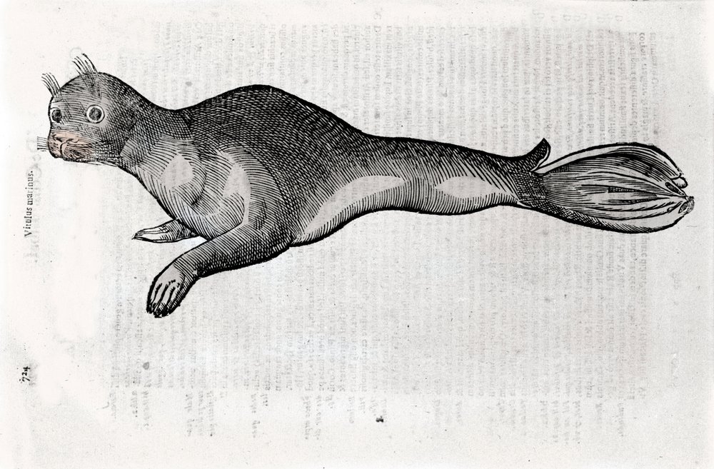 Sinetin esitys Ulisse Aldrovandin (1522-1605) Natural History -käsikirjoituksesta kuvitettu levy, Ulisse Aldrovandi fonds, Bolognan yliopistokirjasto, toim. 1603. tekijältä Ulisse Aldrovandi
