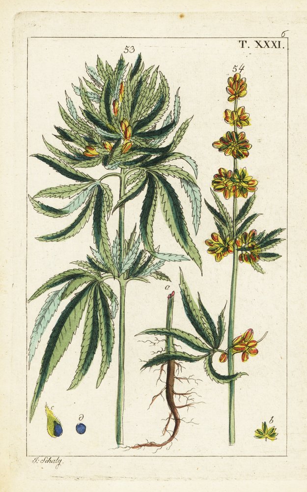 Kannabiskasvi, Cannabis sativa. tekijältä Unbekannter Künstler