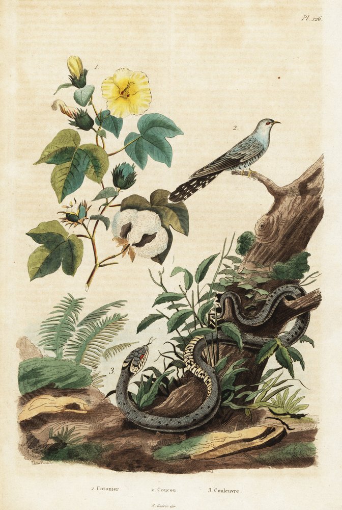 Puuvilla-, käki- ja ruohokäärme., 1834-1839 (kaiverrus) tekijältä Unbekannter Künstler