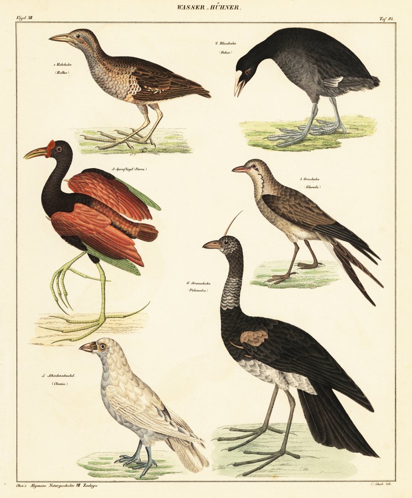 Erilaisia vesilintuja. ,1841 (litografia) tekijältä Unbekannter Künstler