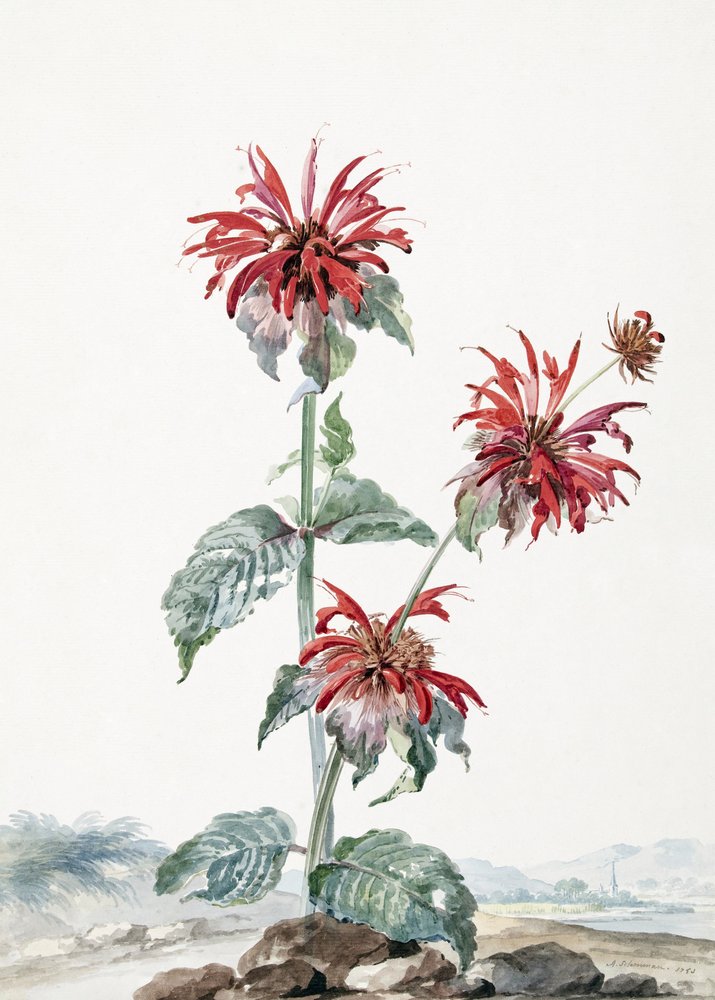 Punainen bergamotti maisemassa tekijältä Aert Schouman