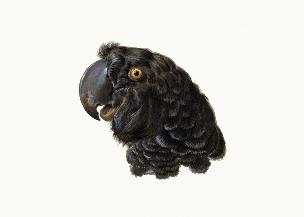 kakadu tekijältä Aert Schouman