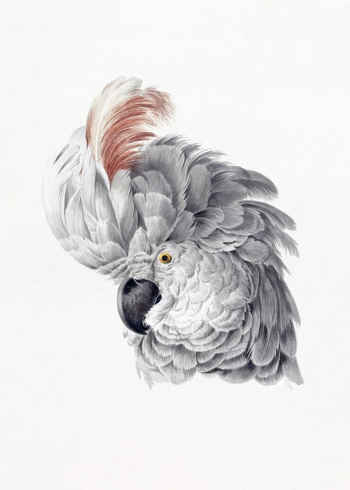 Cockatoo Head tekijältä Aert Schouman