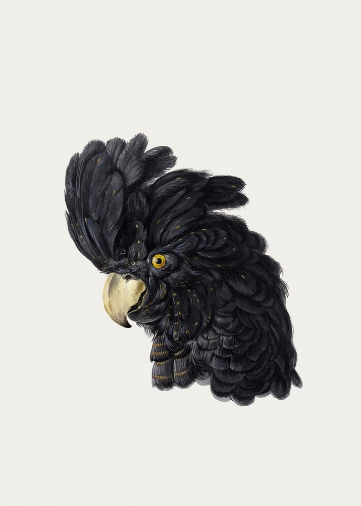 kakadun pää tekijältä Aert Schouman