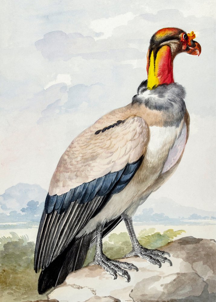 kivikurppa tekijältä Aert Schouman