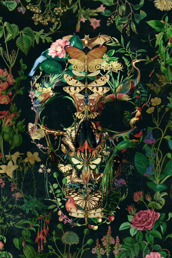 Pimeän luonnon kallo tekijältä Ali Gulec