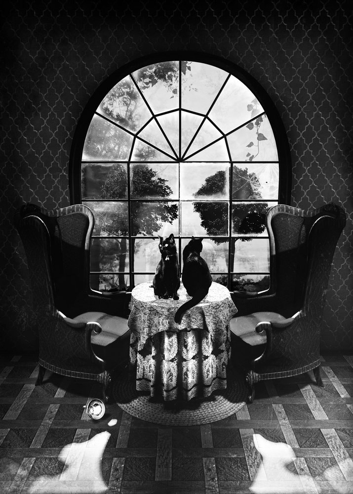 Salaperäiset mustat kissat tekijältä Ali Gulec