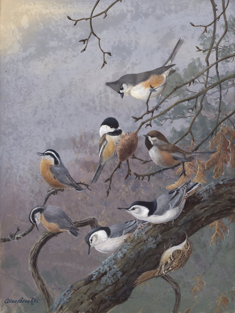 Allan Brooksin lintujen ruokaseos tekijältä Allan Brooks