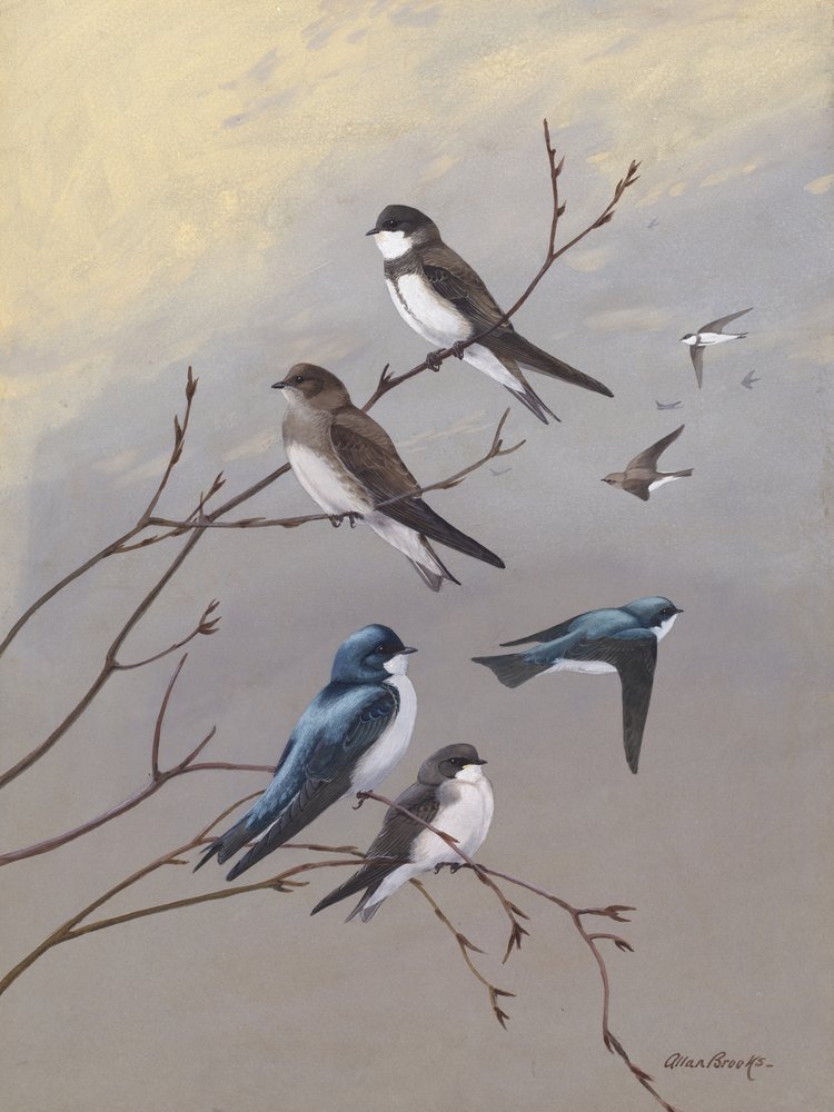 Swallow, Allan Brooks tekijältä Allan Brooks