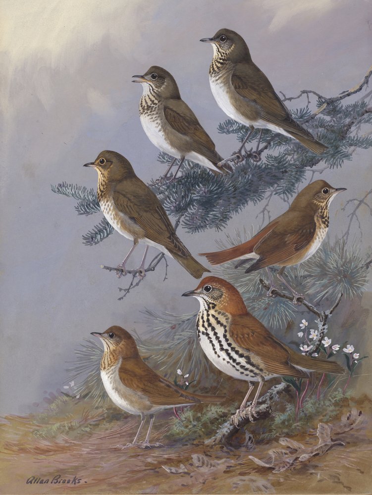 Thrush, Allan Brooks tekijältä Allan Brooks