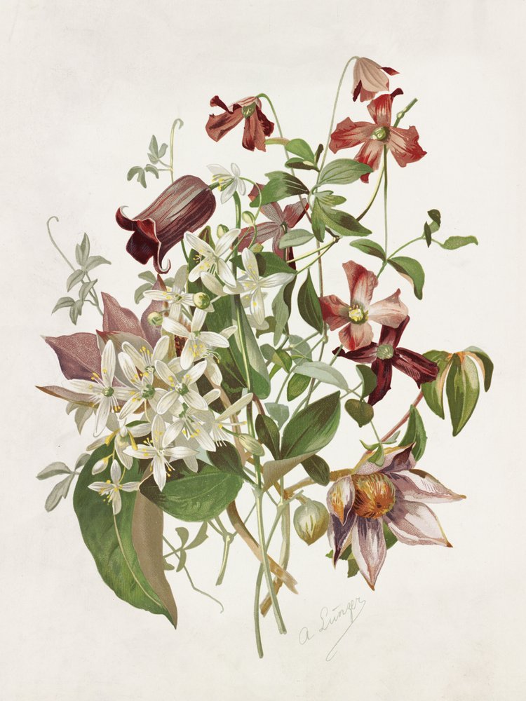 Clematis tekijältä Alois Lunzer