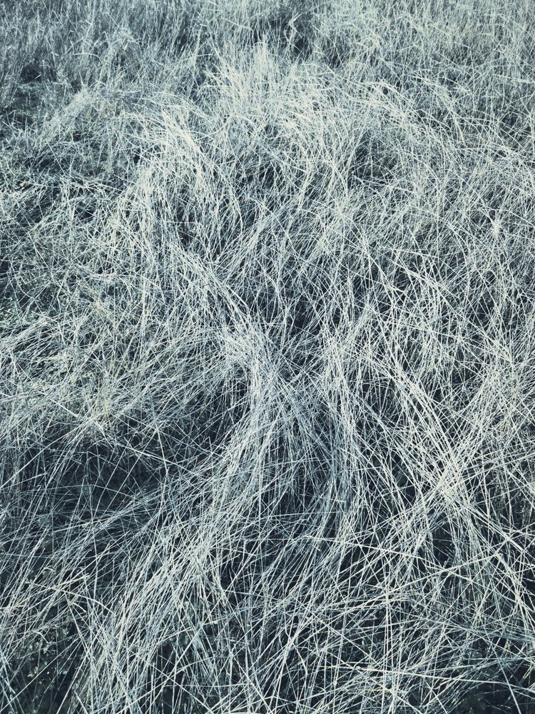 Jäätävä talviruoho tekijältä Angelo Cerantola