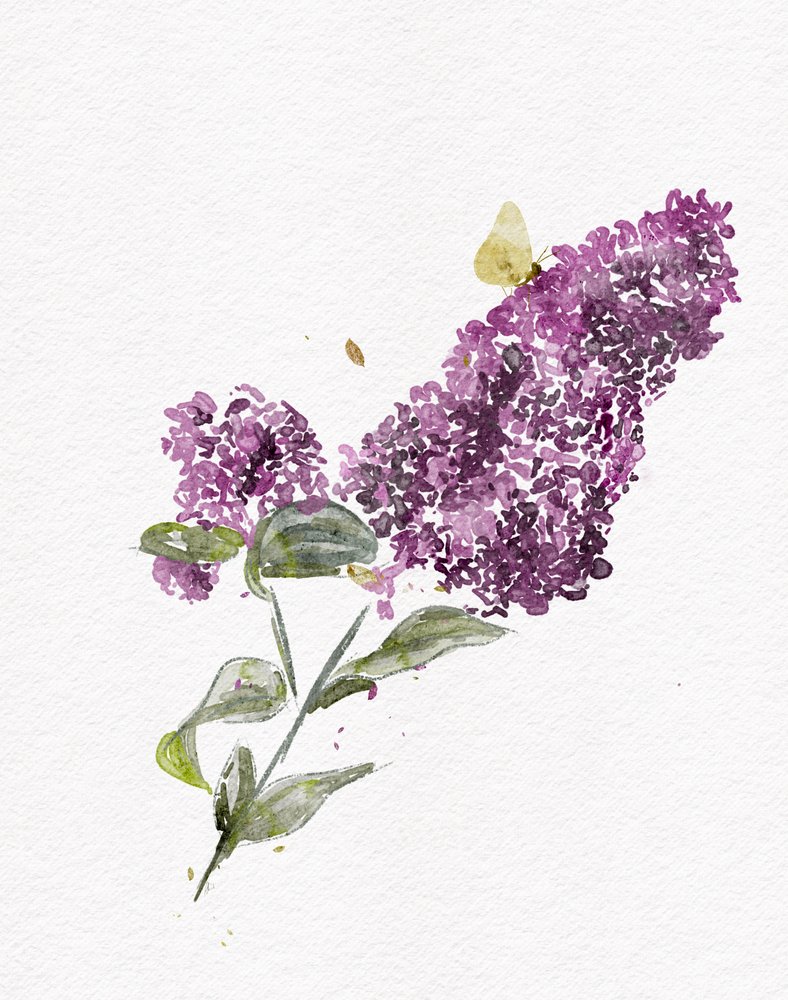 Violetti syreeniperhonen tekijältä Ankie Kooi