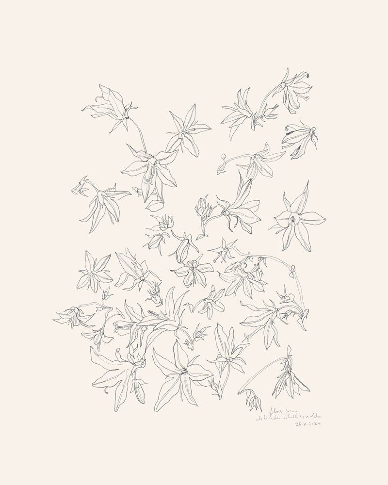 Kasvitieteellinen kukkien tutkimus tekijältä Catalina Somolinos