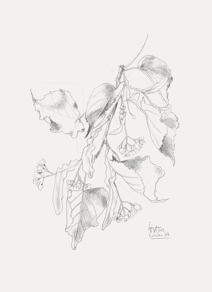 Hienovarainen lehmusluonnos tekijältä Catalina Somolinos