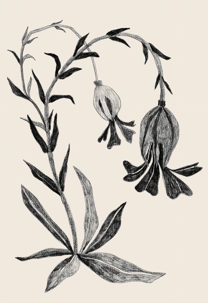 Elegantti kasvikuvio tekijältä Catalina Somolinos