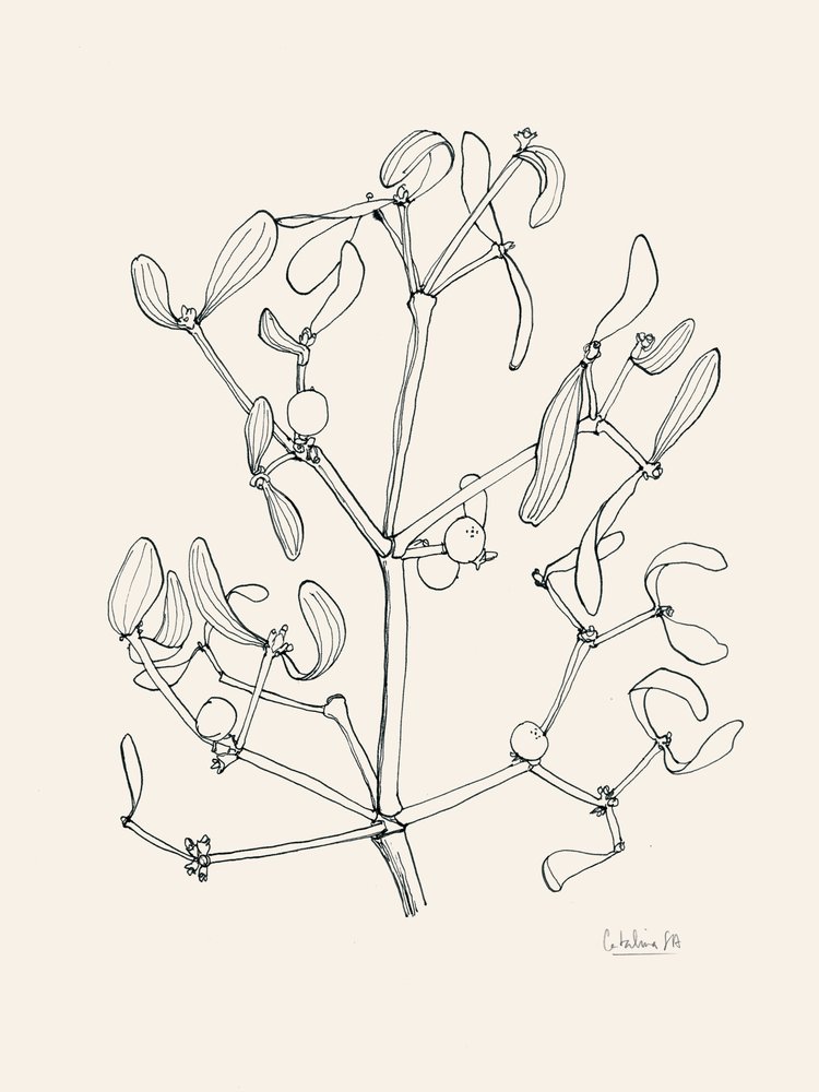 Joulun mistelin viivapiirros tekijältä Catalina Somolinos