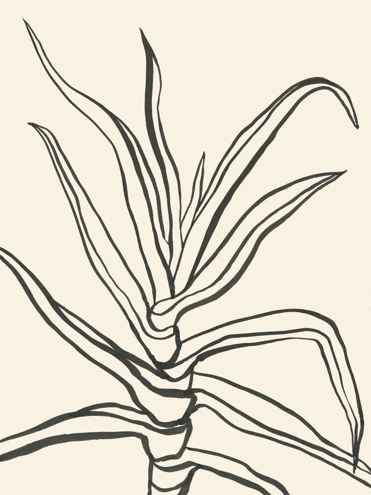 Minimalistinen kasvien hahmotelma tekijältä Catalina Somolinos