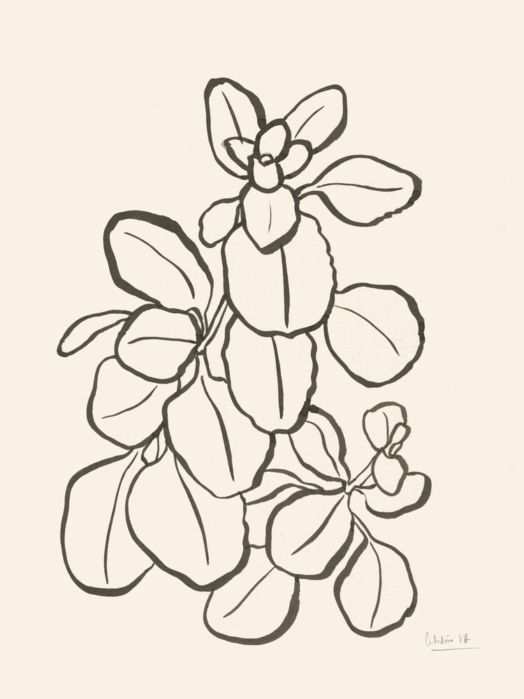 Orgaaninen lehtipiirros tekijältä Catalina Somolinos