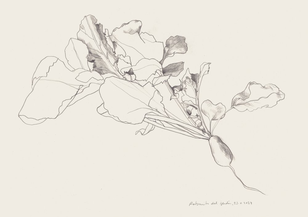 Retiisin kasvitieteellinen piirros tekijältä Catalina Somolinos