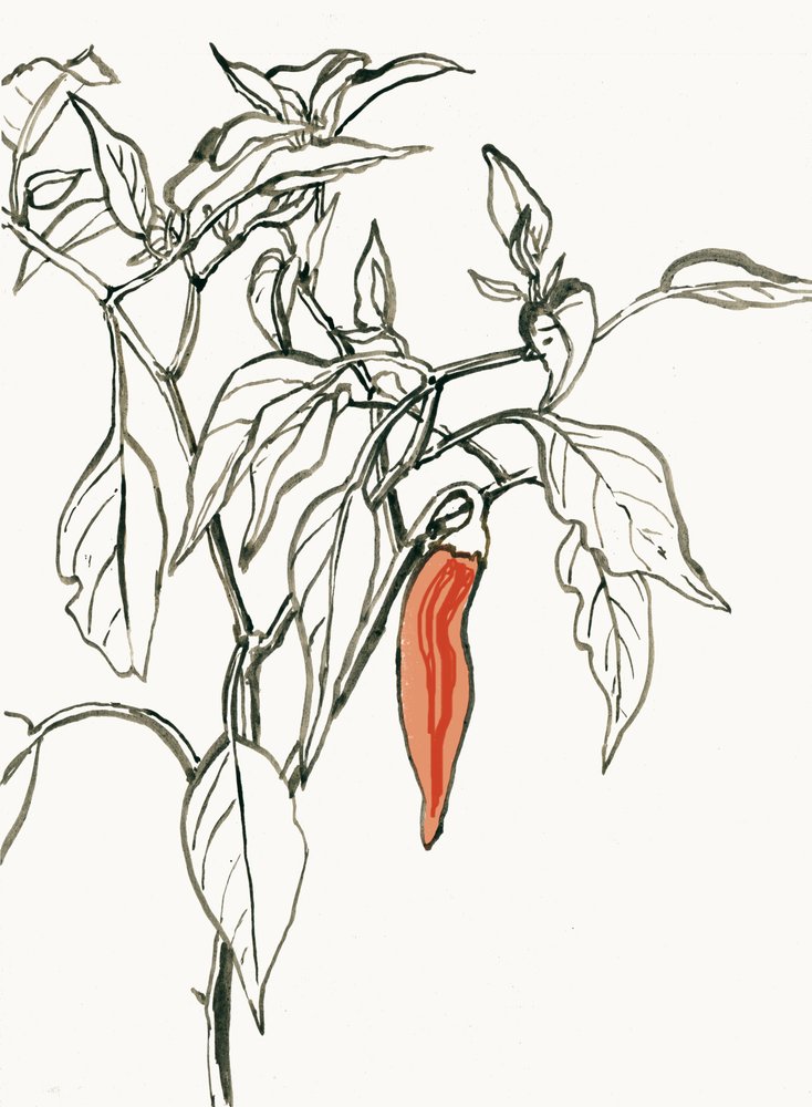 Värikäs chili-piirros tekijältä Catalina Somolinos