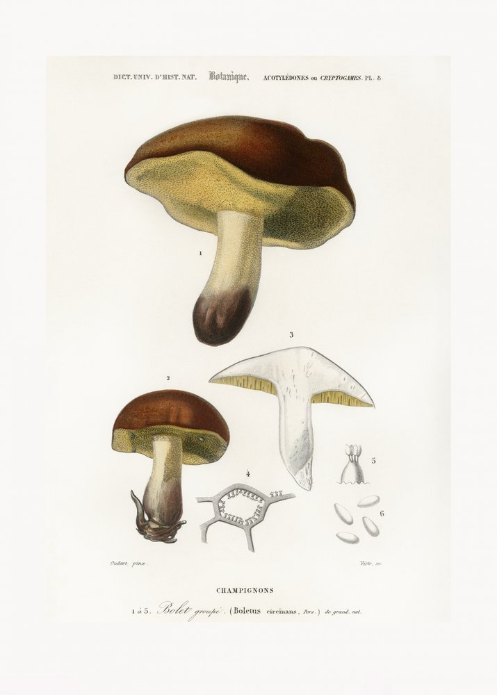 Sieni (Boletus circinans) tekijältä Charles Dessalines D