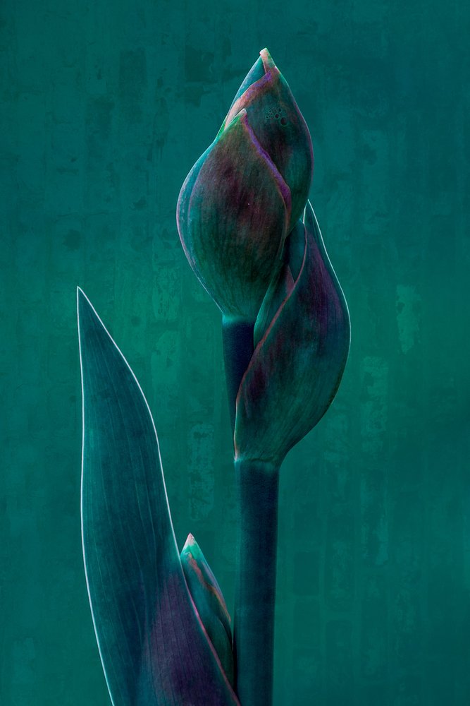 Moody Botanical Bloom tekijältä Chris Hamilton