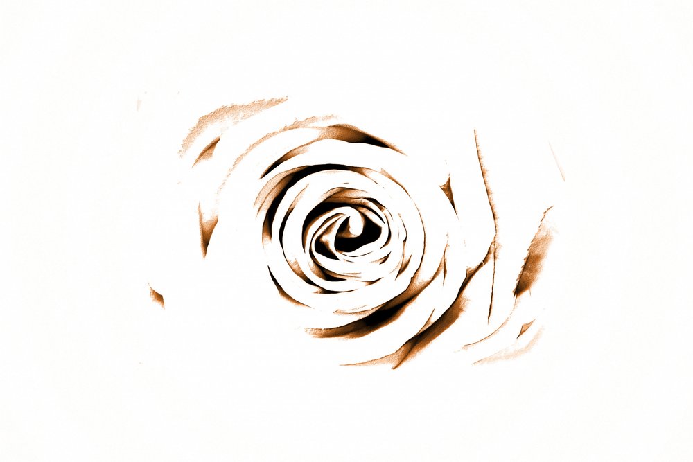 Elegantti Sepia Rose tekijältä Christina Sillen