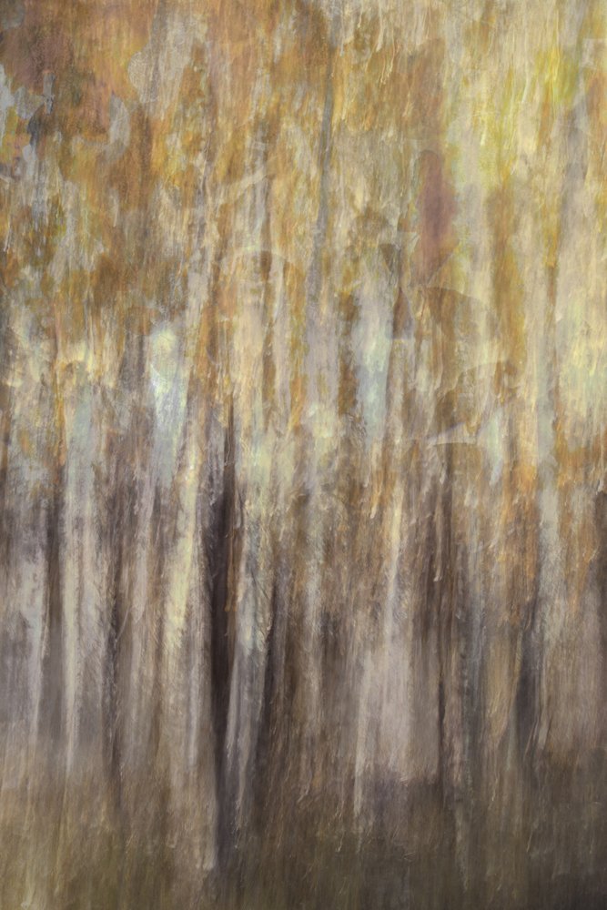Golden Forest – tiivistelmä tekijältä Christina Sillen