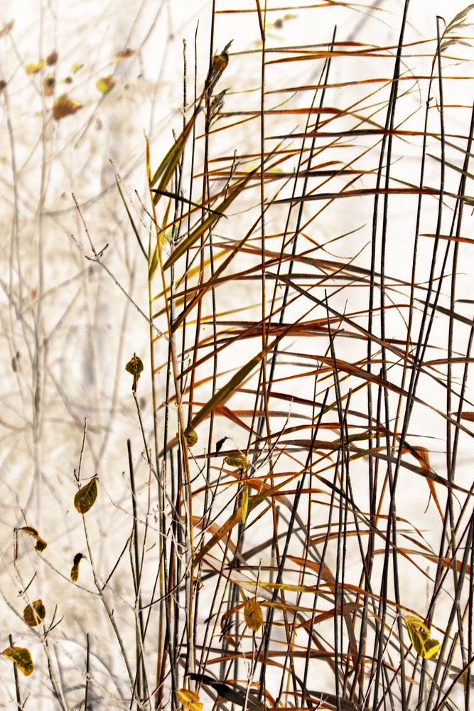 Golden Winter -ruoko tekijältä Christina Sillen