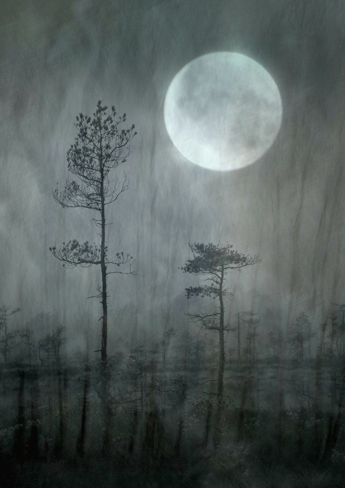 Misty Moonin metsä tekijältä Christina Sillen