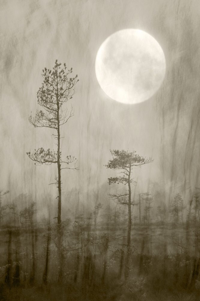 Misty Moon -kirja tekijältä Christina Sillen