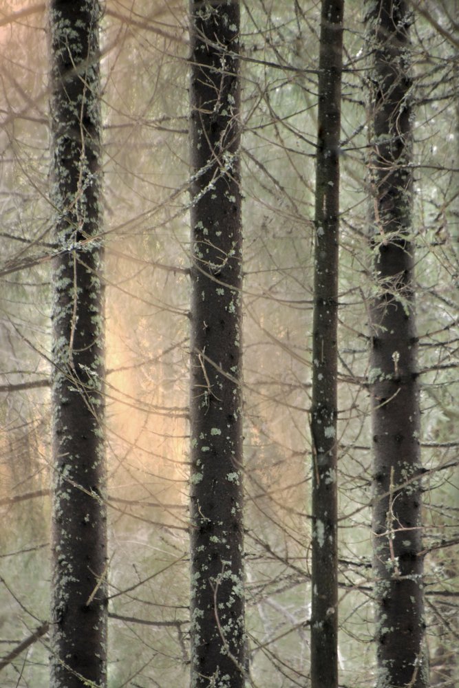 Sumuiset talvimetsät tekijältä Christina Sillen