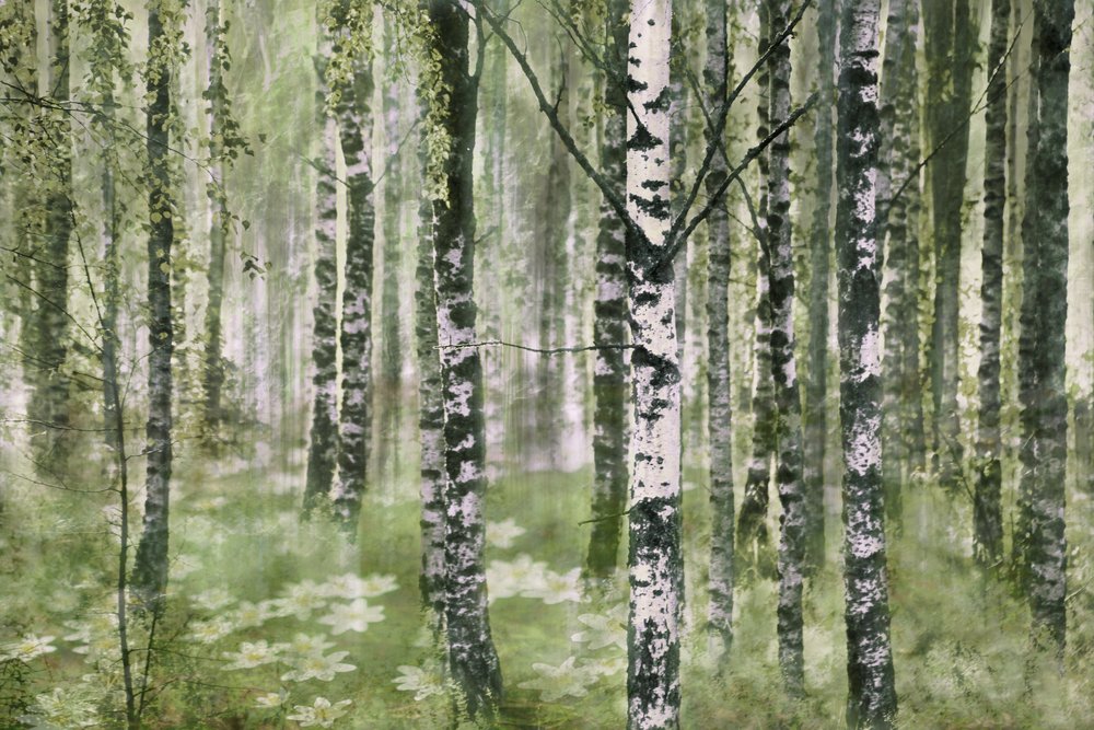 Rauhallinen koivumetsä tekijältä Christina Sillen