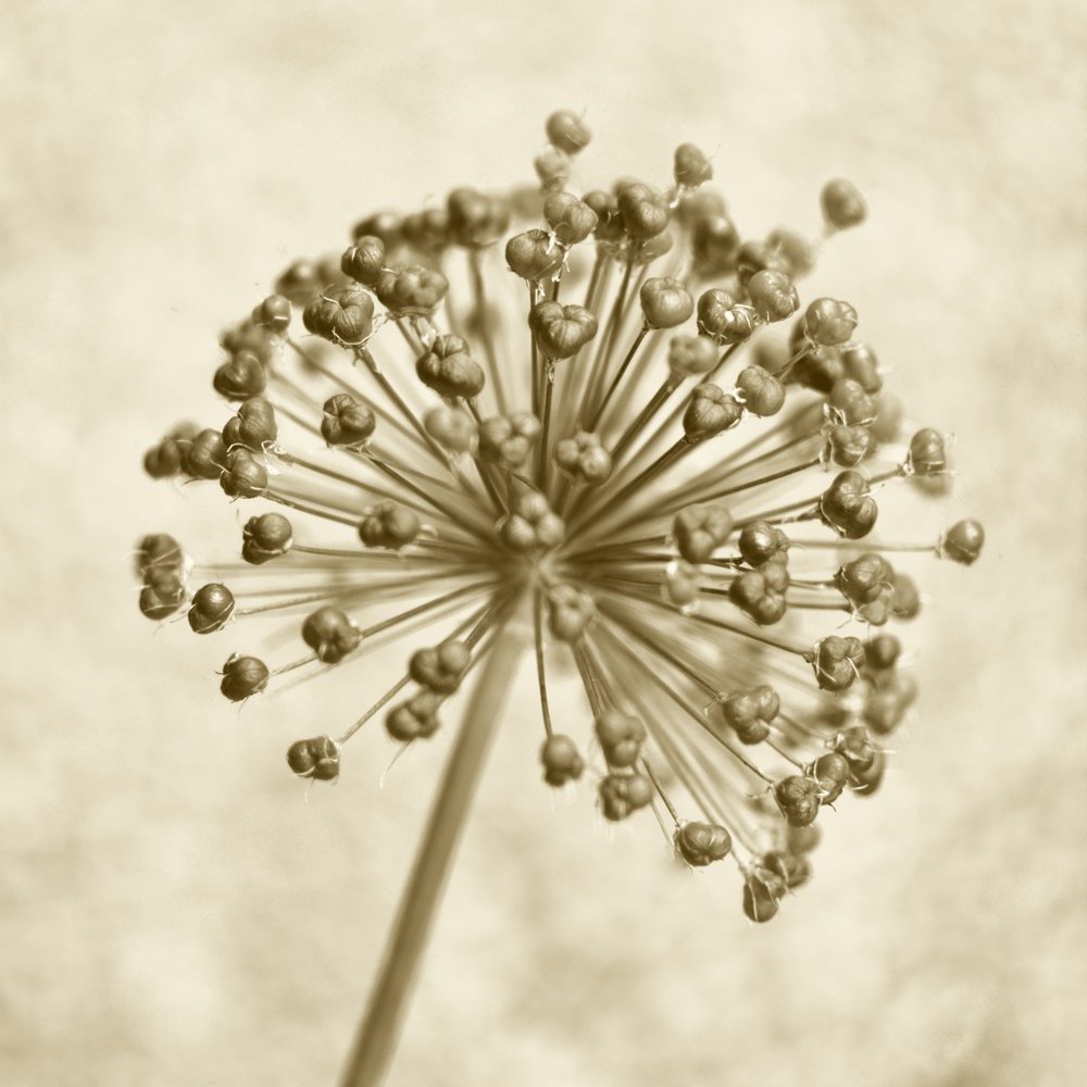 Sepia-sipulipallo tekijältä Christina Sillen