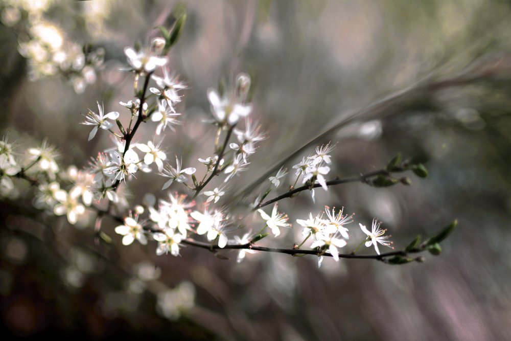 Sloe-kukka tekijältä Christina Sillen