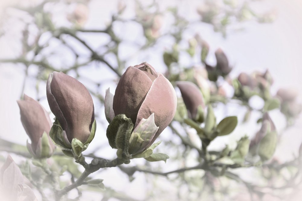 Pehmeät magnolian silmut tekijältä Christina Sillen