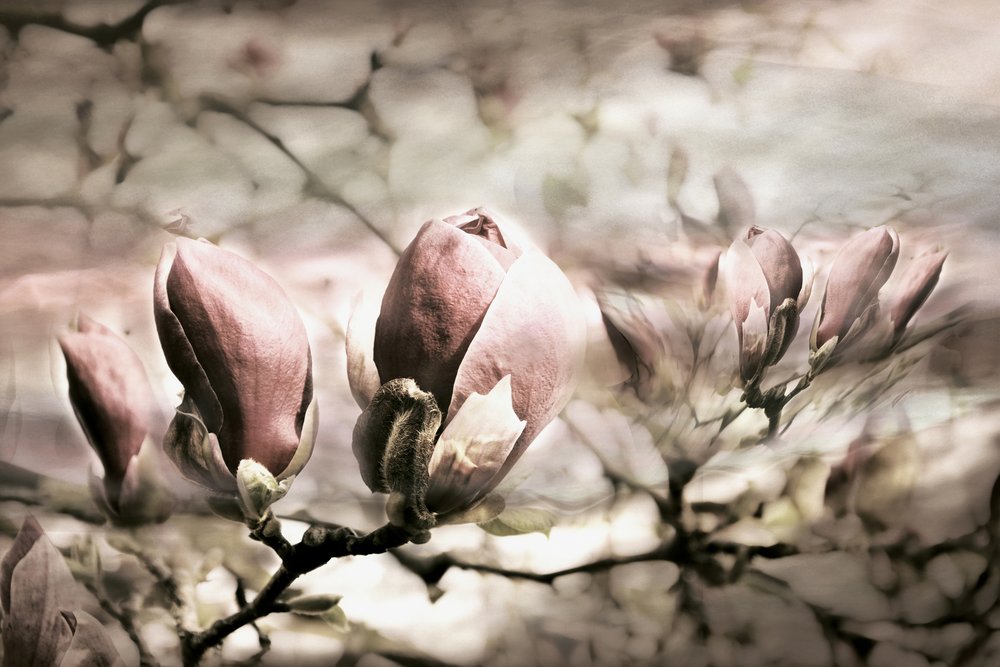 Pehmeät magnolian silmut tekijältä Christina Sillen