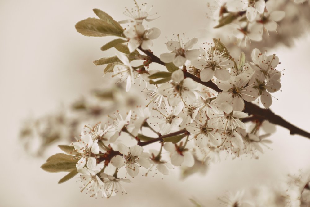  tekijältä Christina Sillen