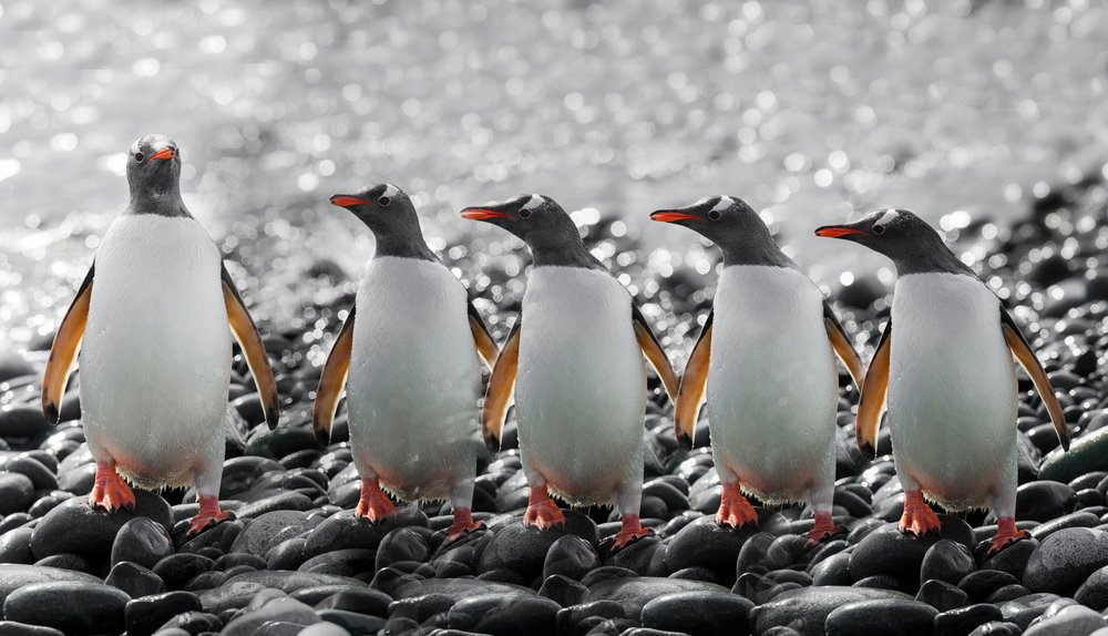 Viisi uteliasta pingviiniä tekijältä Chuanxu Ren