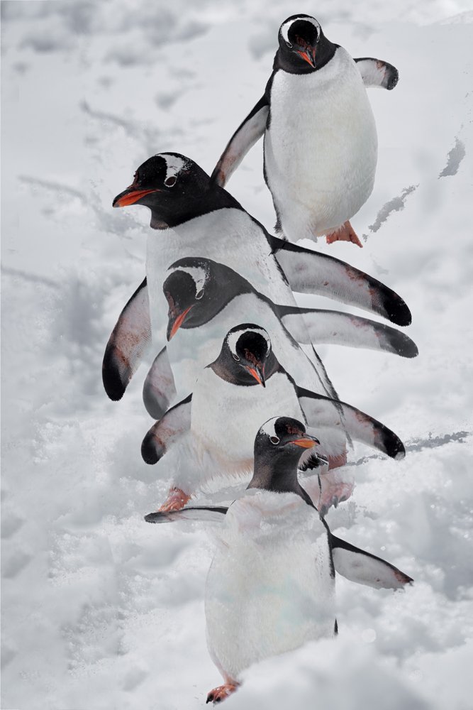 Pingviinit lumessa tekijältä Chuanxu Ren