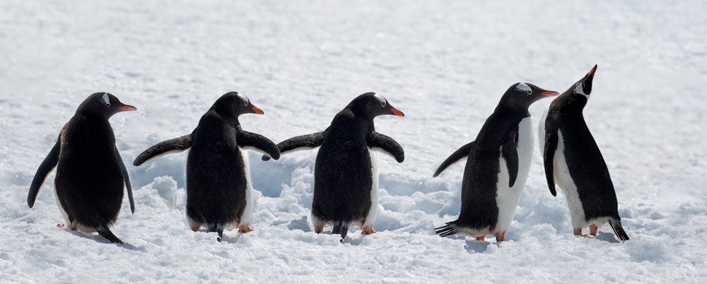 Pingviinit lumisella kävelyllä tekijältä Chuanxu Ren